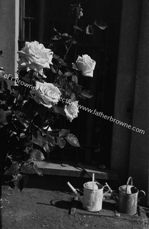 ROSES IN BLACKROCK CONVENT